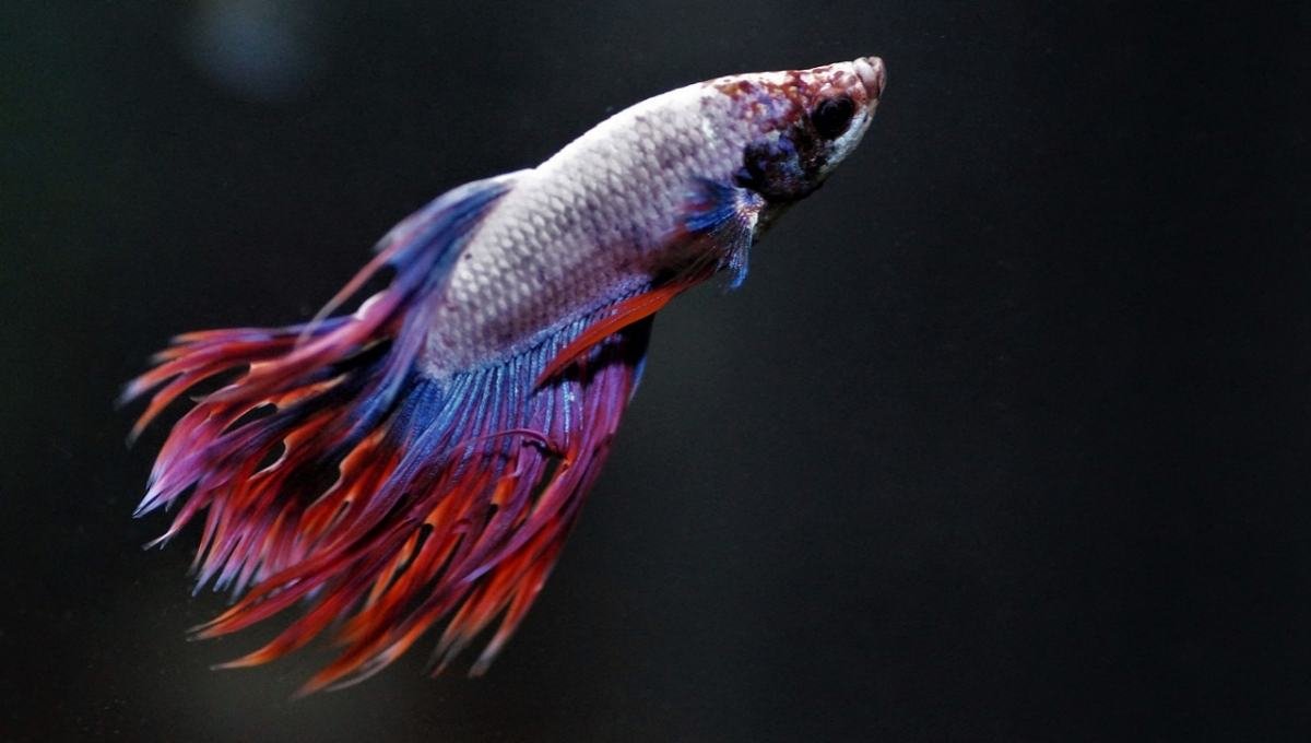 Top clearance betta fish